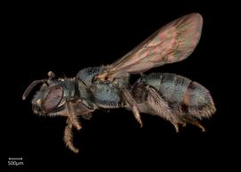   Ceratina  sp. female lateral habitus, photo: Joshua Hengel 

